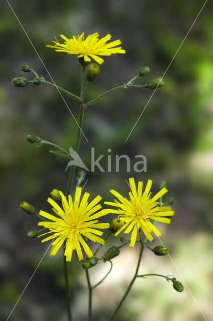 Few-leaved Hawkweed (Hieracium murorum)