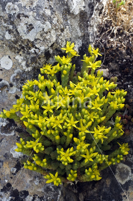 Muurpeper (Sedum acre)