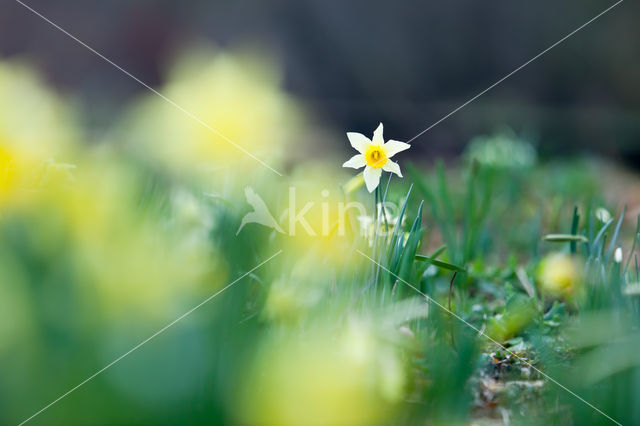 Narcis (Narcissus spec.)