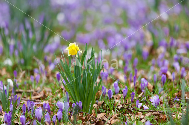 daffodil (Narcissus spec.)