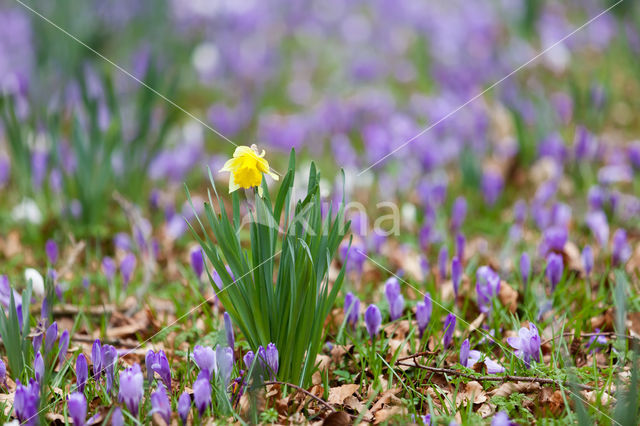 Narcis (Narcissus spec.)