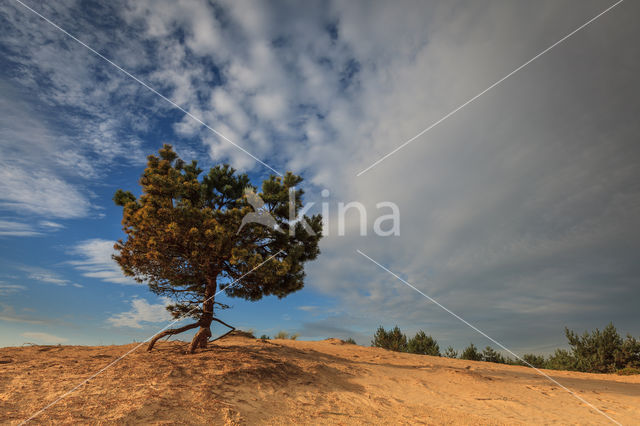 Nationaal Park Drents-Friese Wold