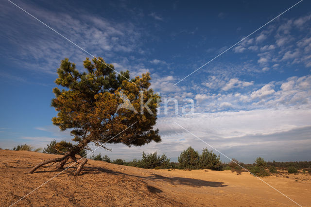 National Park Drents-Friese Wold