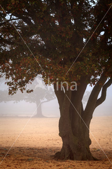 Nationaal Park Drents-Friese Wold