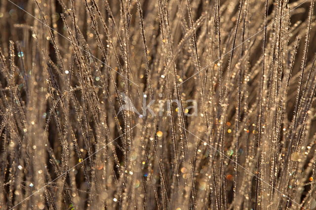 National Park Dwingelderveld