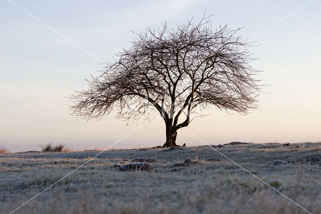 National Park Dwingelderveld