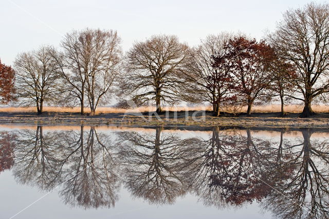 Nationaal park Dwingelderveld