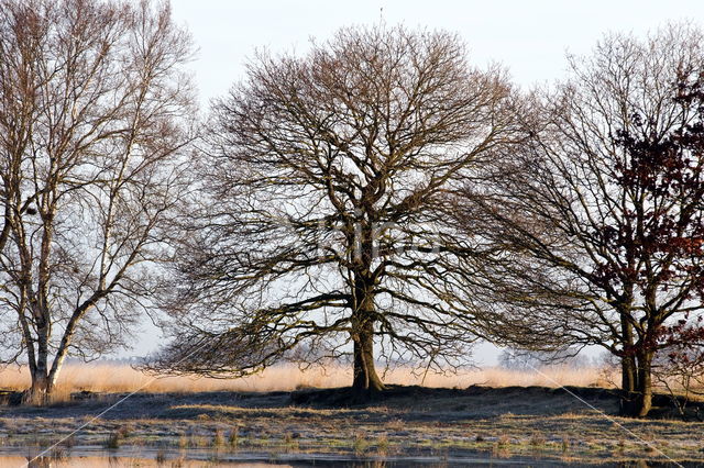 Nationaal park Dwingelderveld