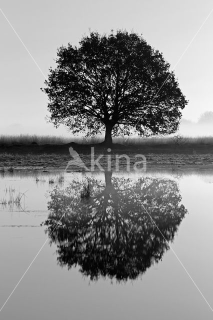 Nationaal park Dwingelderveld