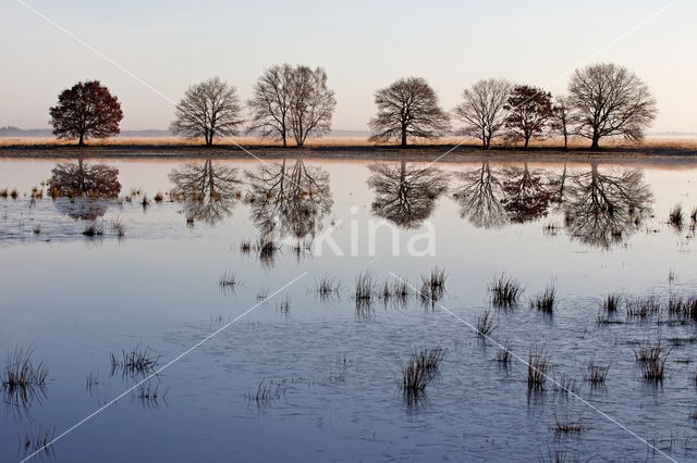 National Park Dwingelderveld