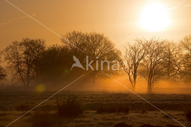 National Park Dwingelderveld