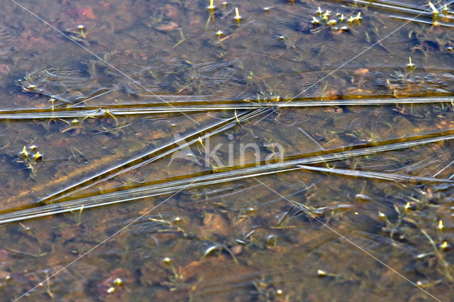 National Park Dwingelderveld