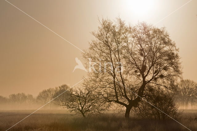 Nationaal park Dwingelderveld