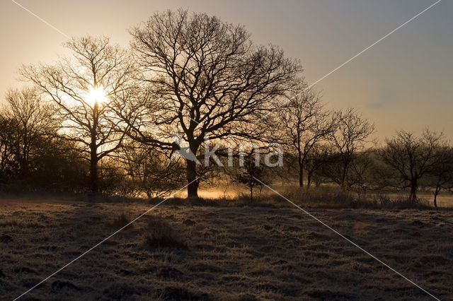 Nationaal park Dwingelderveld