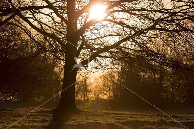 National Park Dwingelderveld