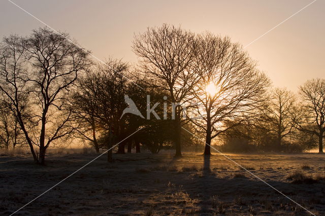 National Park Dwingelderveld