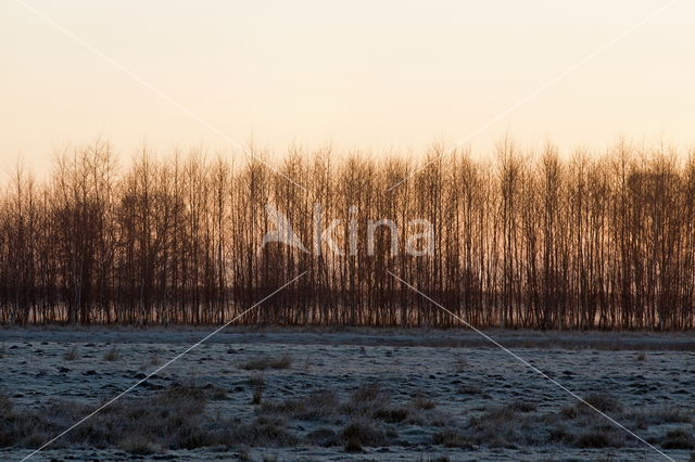 National Park Dwingelderveld