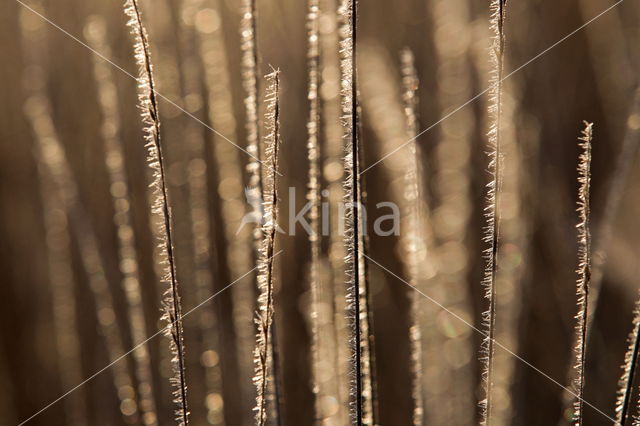 Nationaal park Dwingelderveld