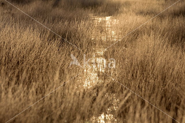 Nationaal park Dwingelderveld