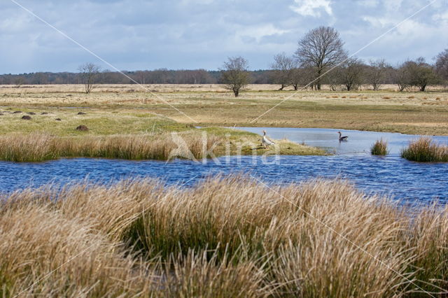 Nationaal park Dwingelderveld