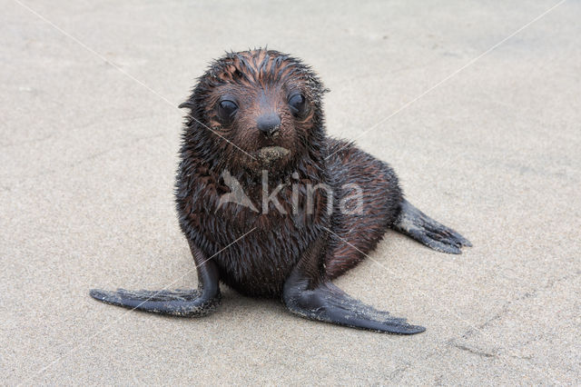 Nieuw-Zeelandse pelsrob (Arctocephalus forsteri)