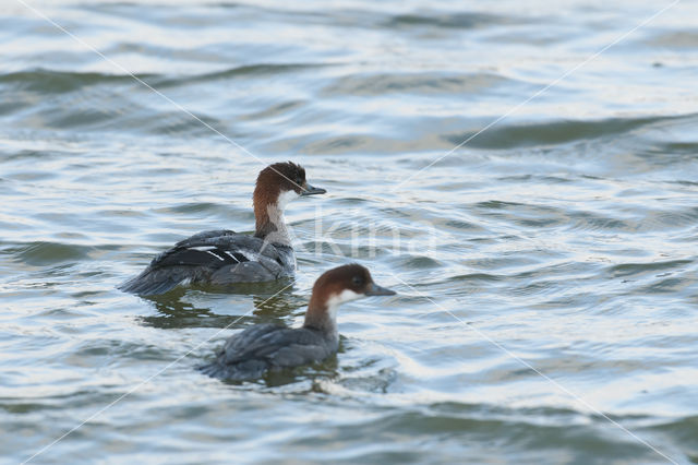 Smew (Mergellus albellus)