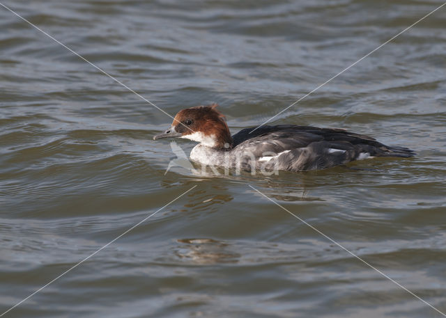 Smew (Mergellus albellus)