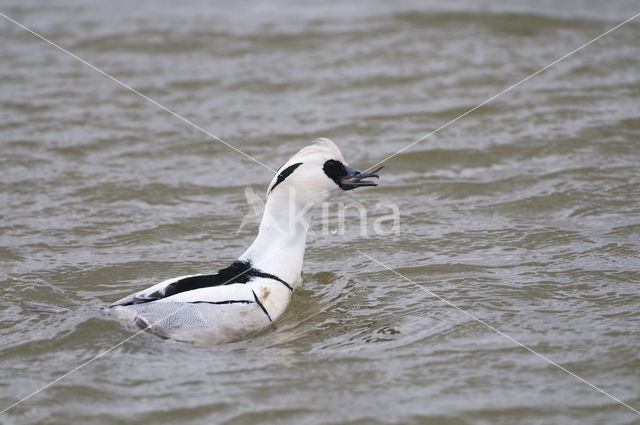 Nonnetje (Mergellus albellus)