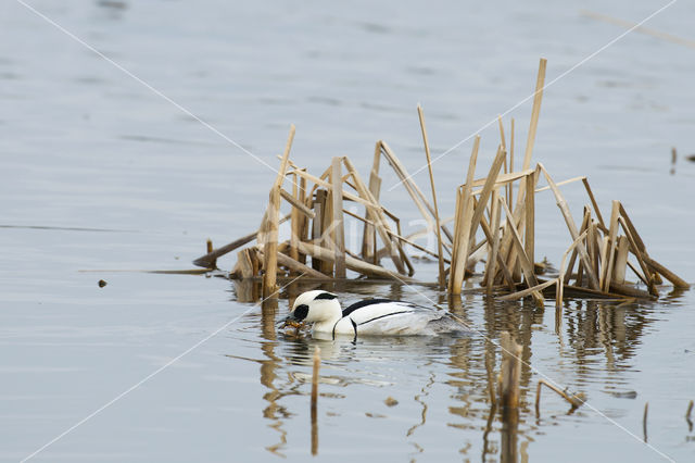 Nonnetje (Mergellus albellus)