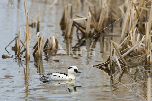 Nonnetje (Mergellus albellus)