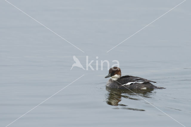 Smew (Mergellus albellus)
