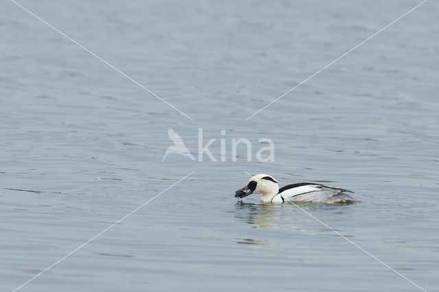 Nonnetje (Mergellus albellus)