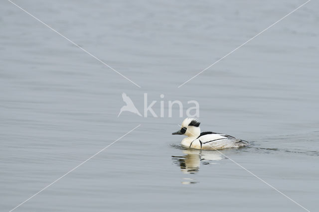 Smew (Mergellus albellus)