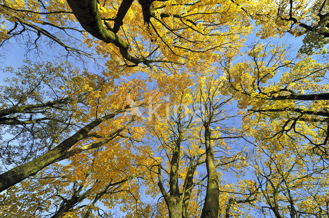 Norway Maple (Acer platanoides)