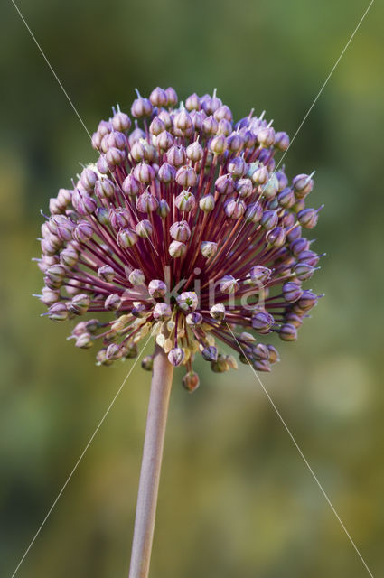 Broadleaf wild leek (Allium ampeloprasum)