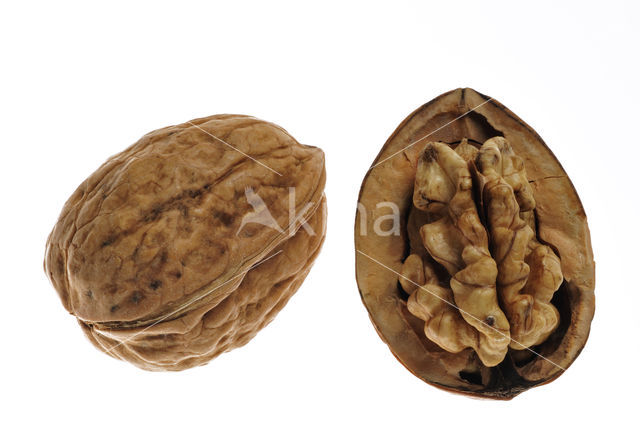 Walnut (Juglans regia)