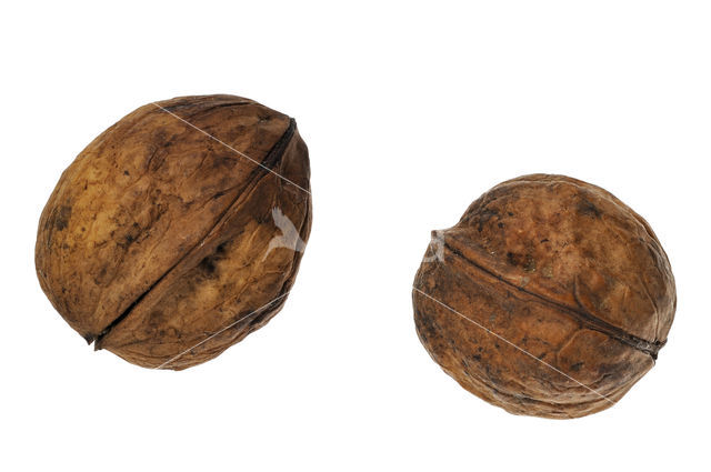 Walnut (Juglans regia)