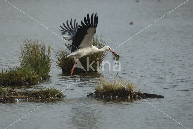 White Stork (Ciconia ciconia)