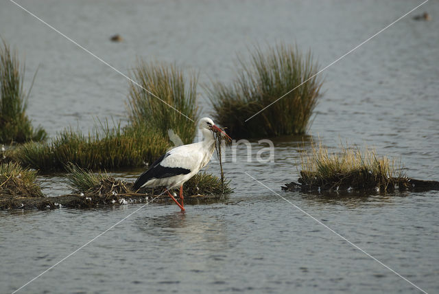 White Stork (Ciconia ciconia)