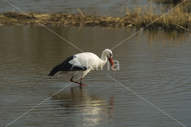 White Stork (Ciconia ciconia)