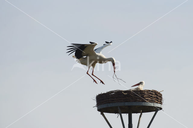 White Stork (Ciconia ciconia)