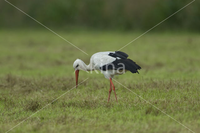 Ooievaar (Ciconia ciconia)