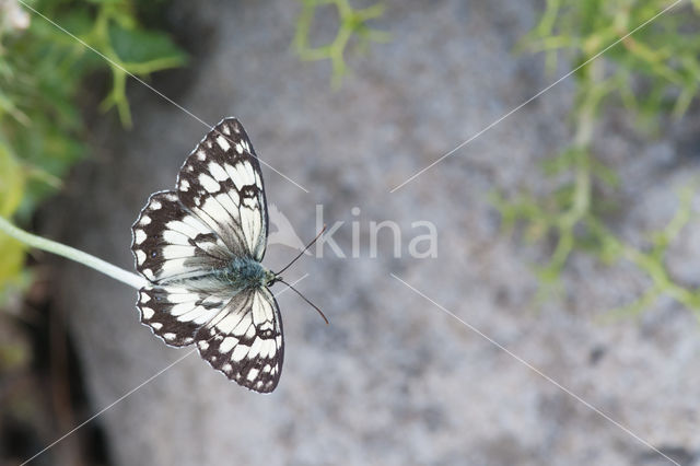 Oostelijk dambordje (Melanargia larissa)