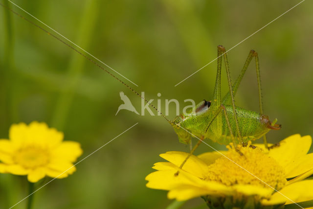 Striped Bush-Cricket (Leptophyes albovittata)