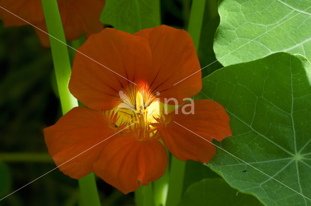 Garden Nasturnium (Tropaeolum majus)