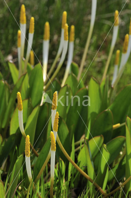 Orontium aquaticum