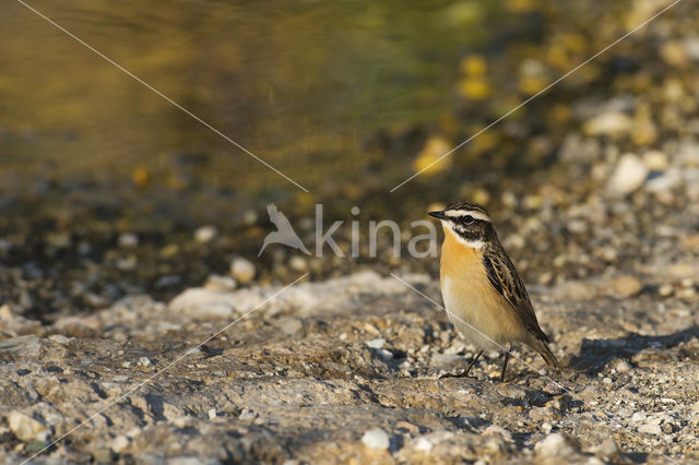 Paapje (Saxicola rubetra)