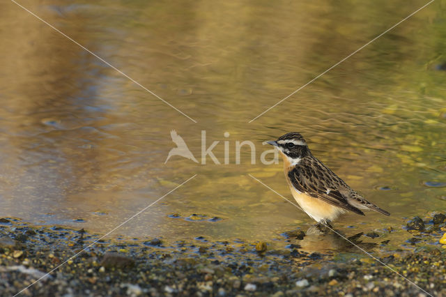 Paapje (Saxicola rubetra)