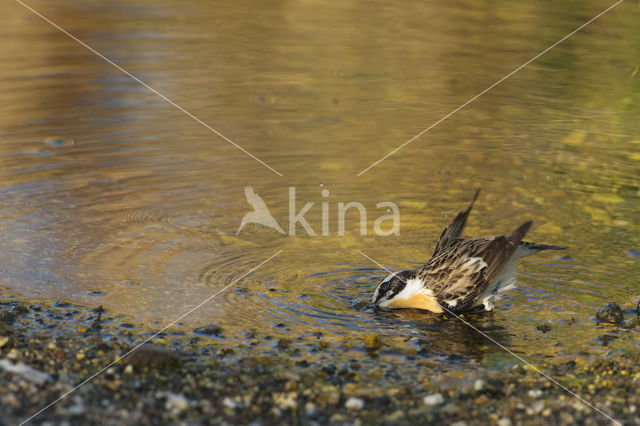 Paapje (Saxicola rubetra)