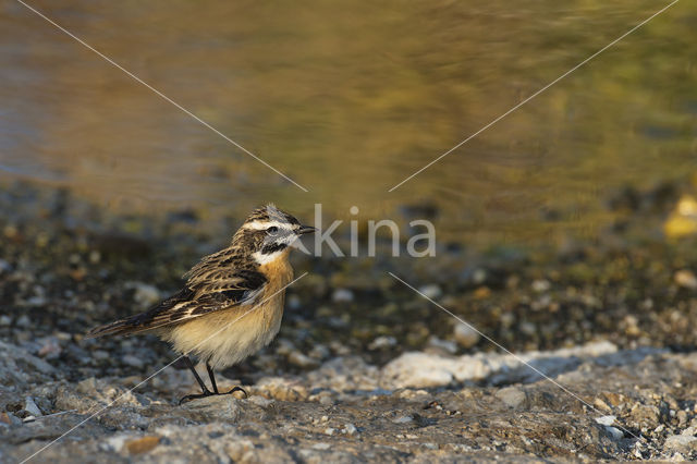 Paapje (Saxicola rubetra)